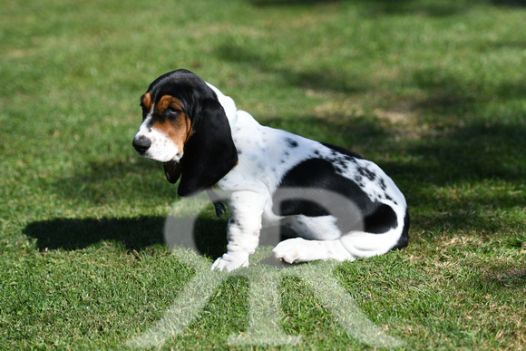 Fernie Hound Training Bunkers Hill 2022 174