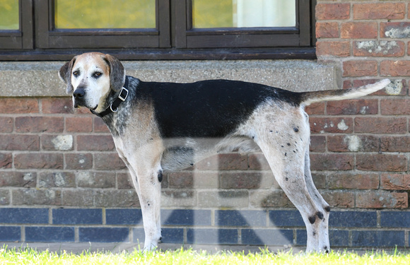 Pups and Brigstock 007