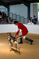 Peterborough Hound Show 2024 024