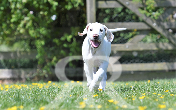 Pups and Brigstock 082