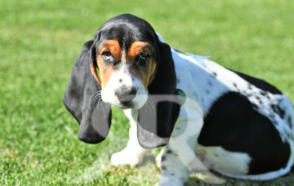 Fernie Hound Training Bunkers Hill 2022 164