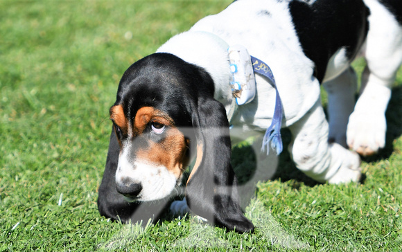 Fernie Hound Training Bunkers Hill 2022 161