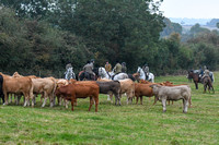 The Fernie Autumn Hound Training  at Thornhill Farm 2024