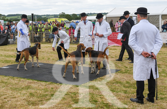 Blaston Hound show Winners & Young Handlers 2024 046