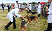 Blaston Hound show Winners & Young Handlers 2024 028