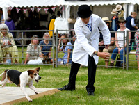 Peterborough Hound Show 2024 264