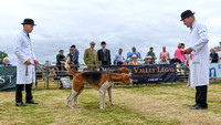 Blaston Hound show Winners & Young Handlers 2024 032