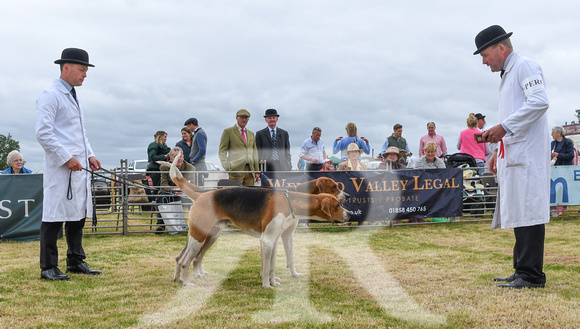 Blaston Hound show Winners & Young Handlers 2024 032