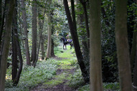 Fernie Autumn Hunting at Gumley 2019 017