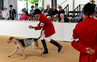 Peterborough Hound Show 2024 011