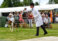 Peterborough Hound Show 2024 292