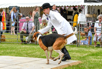 Peterborough Hound Show 2024 284