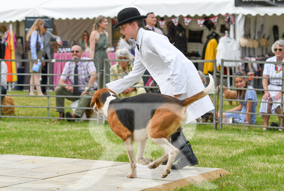 Peterborough Hound Show 2024 284