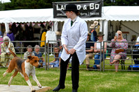 Peterborough Hound Show 2024 273