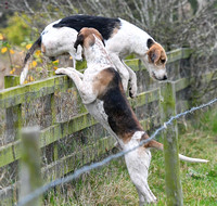 Fernie at Thornhill Farm 2024 024