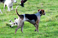 Fernie Autumn Hunting at Gumley 2019 009