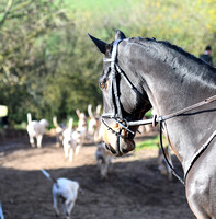 Fernie at Knights Farm 2024 020