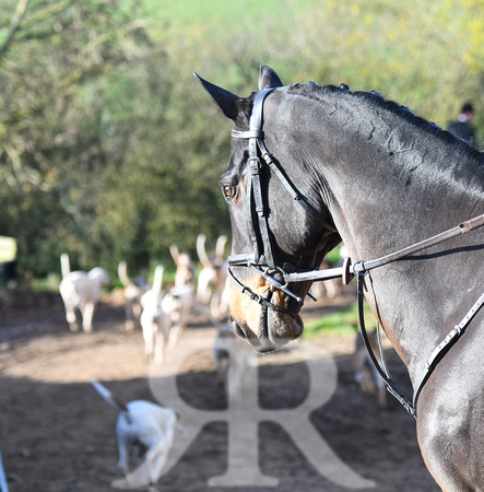 Fernie at Knights Farm 2024 020