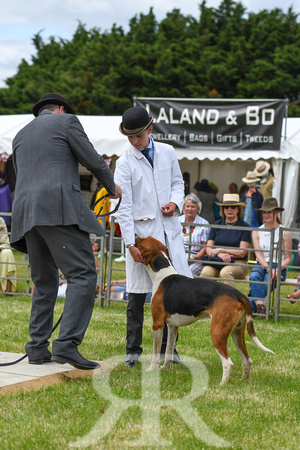 Peterborough Hound Show 2024 293