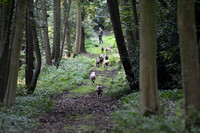 Fernie Autumn Hunting at Gumley 2019 022