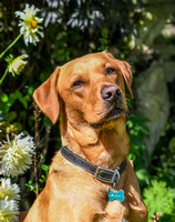 Vivs Dogs 012