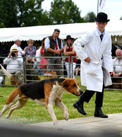 Peterborough Hound Show 2024 286