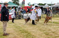 Blaston Hound show Winners & Young Handlers 2024 042