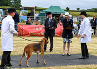 Blaston Hound show Winners & Young Handlers 2024 151