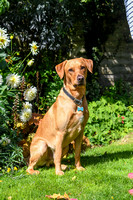 Vivs Dogs 019