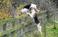 Fernie at Thornhill Farm 2024 023