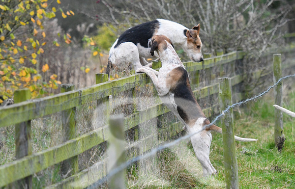 Fernie at Thornhill Farm 2024 023