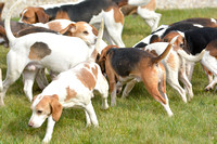 Joint Meet of The Oxford University Beagles and THe Oakley Foot Beagles at Illston 011