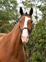 Mandy Cobb Horses 064