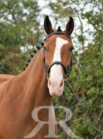 Mandy Cobb Horses 064