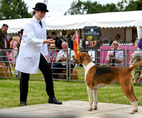 Peterborough Hound Show 2024 278