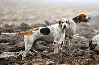 Fernie Hound Training 2024 At Peatling Magna & Colonels Spinney 026