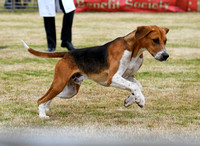 Blaston Hound Show 2024 017