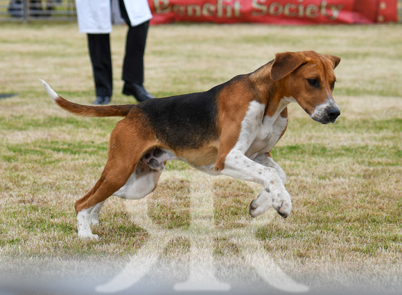 Blaston Hound Show 2024 017