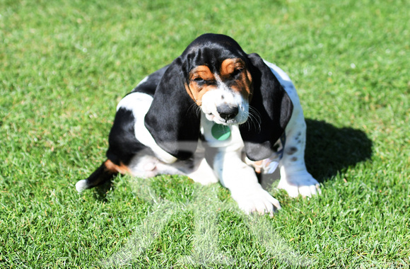 Fernie Hound Training Bunkers Hill 2022 155