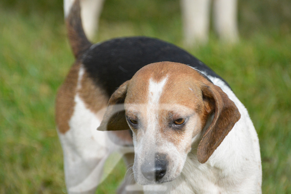 Joint Meet of The Oxford University Beagles and THe Oakley Foot Beagles at Illston 016