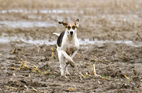 Fernie Hound Training 2024 At Peatling Magna & Colonels Spinney 017