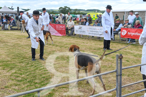 Blaston Hound show Winners & Young Handlers 2024 007