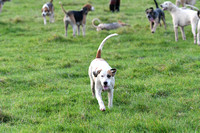 Fernie Autumn Hunting at Gumley 2019 013