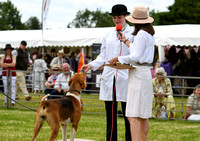 Peterborough Hound Show 2024 280