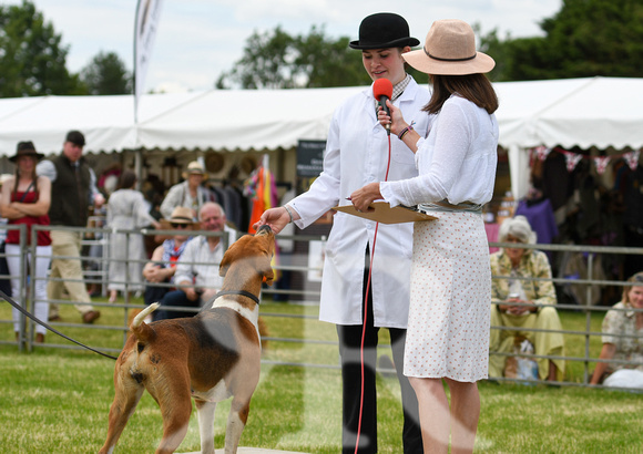 Peterborough Hound Show 2024 280