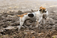 Fernie Hound Training 2024 At Peatling Magna & Colonels Spinney 025