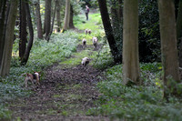 Fernie Autumn Hunting at Gumley 2019 019