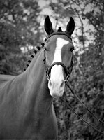 Mandy Cobb Horses 064 (2)