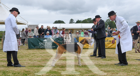 Blaston Hound show Winners & Young Handlers 2024 019