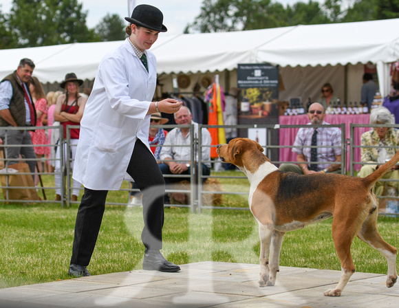 Peterborough Hound Show 2024 276